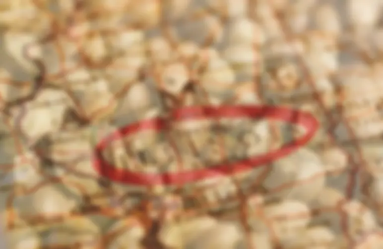 10 beste soorten om buiten te kweken in Illinois (gids 2026): bewezen hoogproductieve keuzes