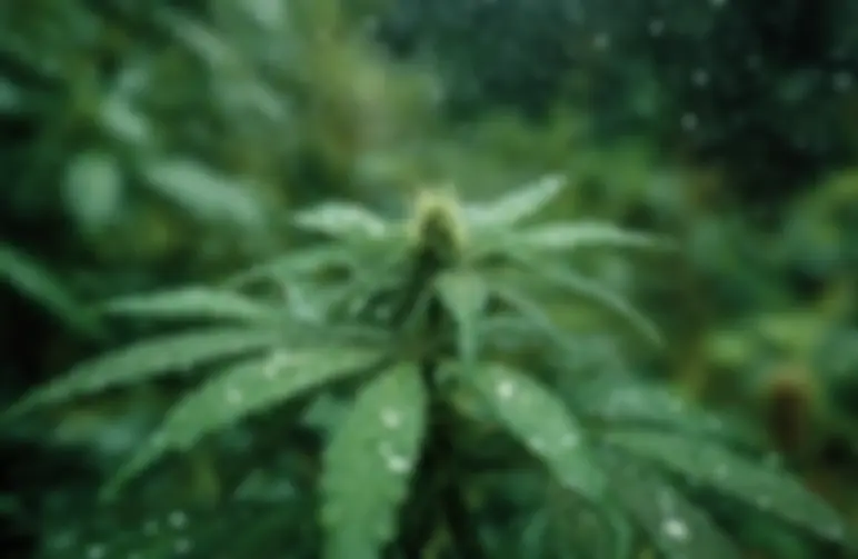 De beste CBD-cannabissoorten voor kweken in vochtige klimaten