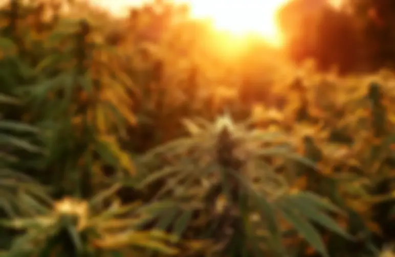 Beste fotoperiode cannabis strains voor korte groeiseizoenen