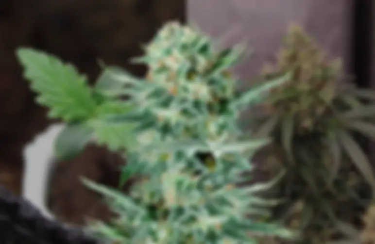 Blue Dream Auto Kweekdagboek van Week tot Week