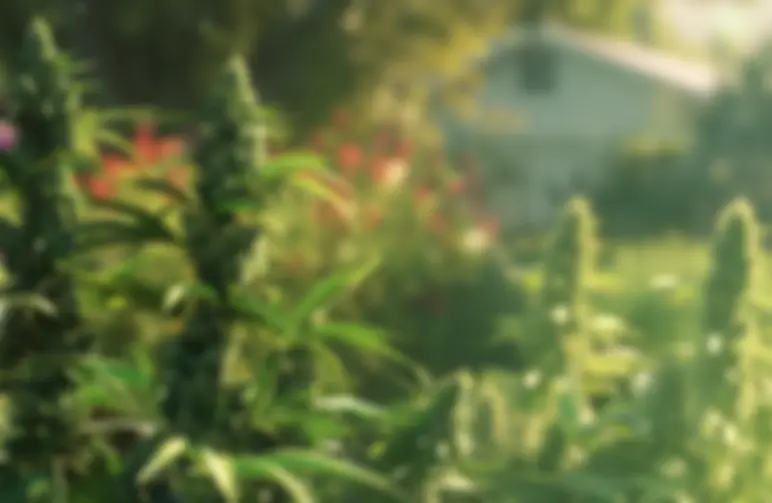 Snelste cannabissoorten voor korte buitenseizoenen