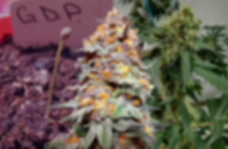 Granddaddy Purple Kweekdagboek per Week