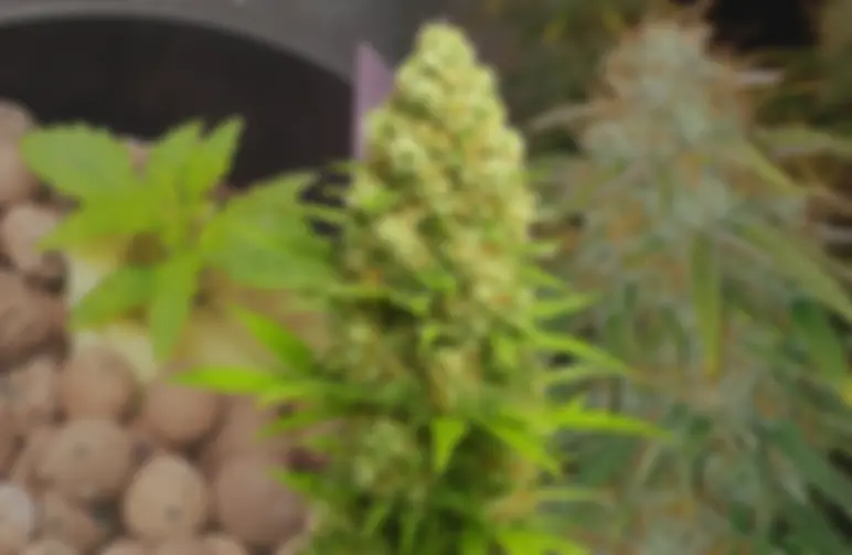 Banana Kush Auto Week-voor-Week Kweekdagboek