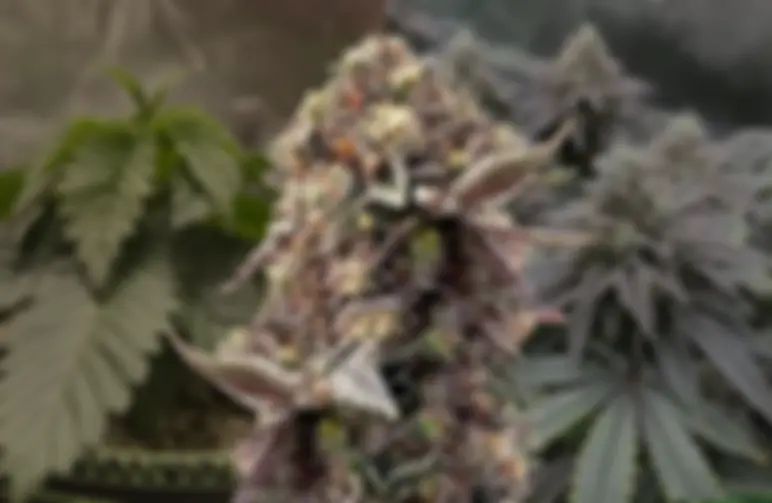 Blackberry Moonrocks Kweekdagboek van Week tot Week