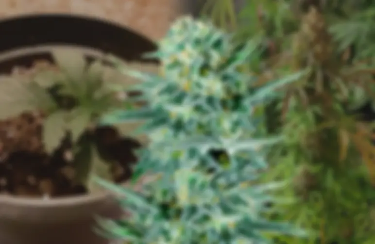 Blue Dream – Week-voor-week kweekdagboek & strain review