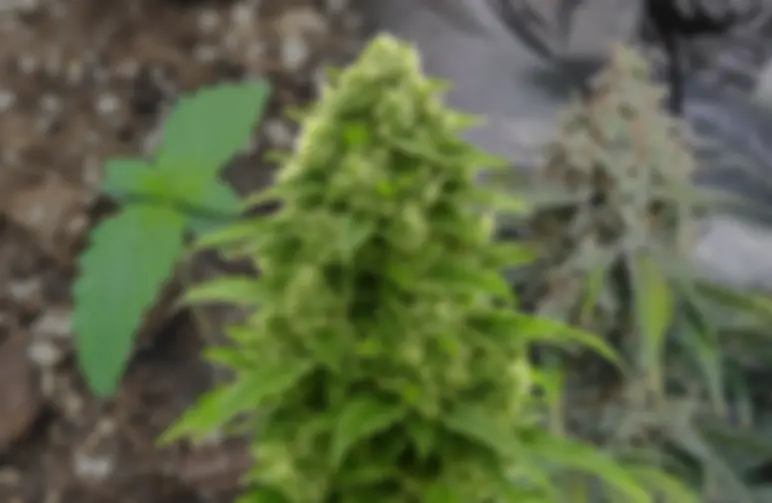 Bruce Banner Auto – Week-tot-week Kweekdagboek & Strain Review