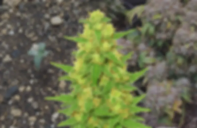 C. Banana Auto – Week-voor-week kweekdagboek & strain review