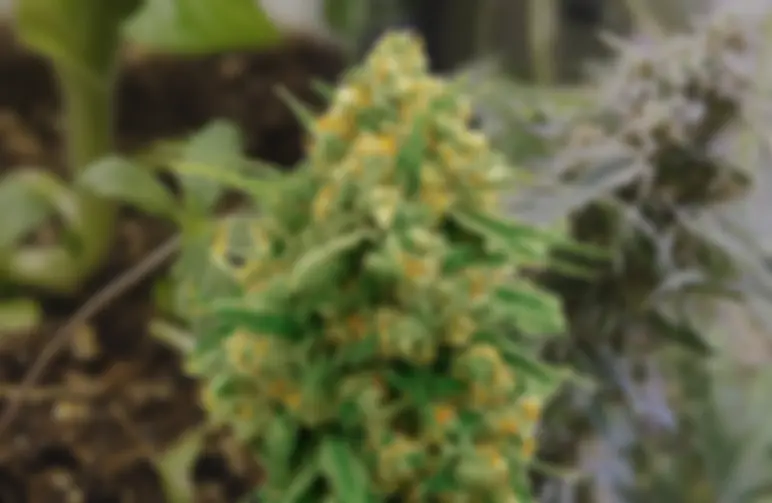 CBD Express – Week-voor-week kweekdagboek & strainreview