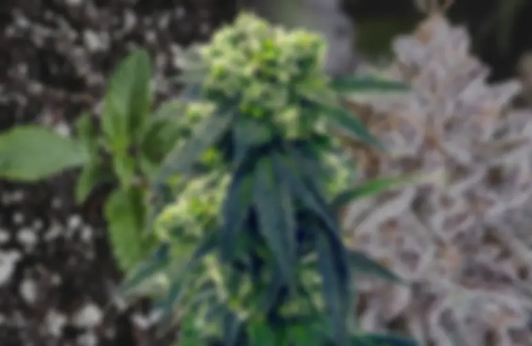 Gush Mints – Week-voor-Week Kweekdagboek & Strain Review