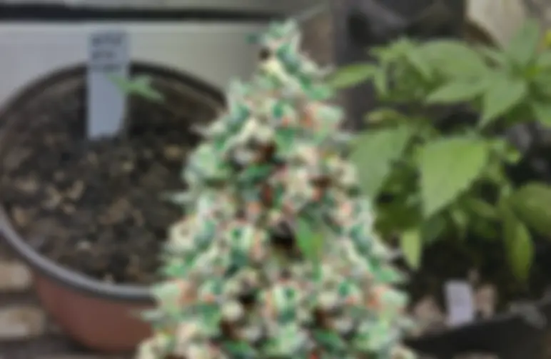 NYC Diesel – Week-voor-week kweekdagboek & strain review