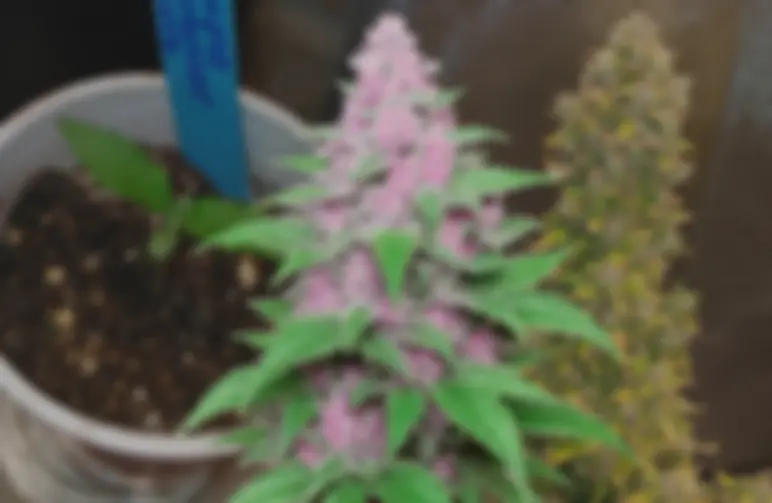 Purple Lemonade Auto – Week-tot-week kweekverslag & soortenreview