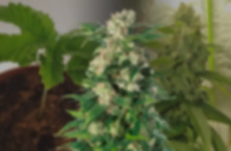 Trainwreck Kweekdagboek Week per Week