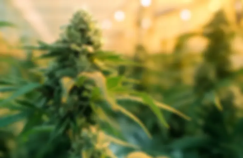 Top 5 snelbloeiende cannabissoorten, perfect voor meerdere oogsten per jaar