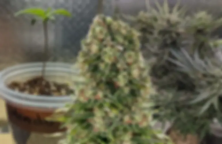 Hindu Kush Kweekdagboek van Week tot Week