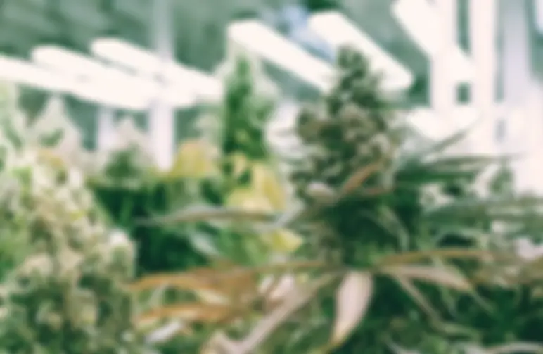 Autoflower kweken? Tips voor het beste resultaat binnen en buiten
