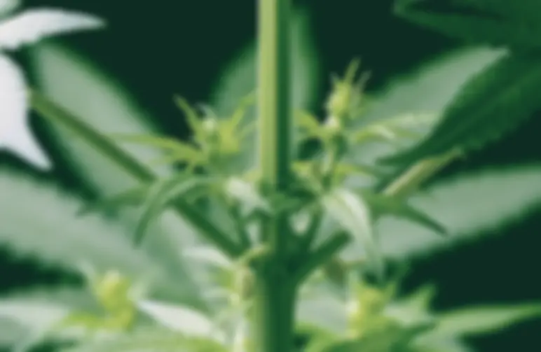 Het verschil tussen mannelijke en vrouwelijke wietplantjes