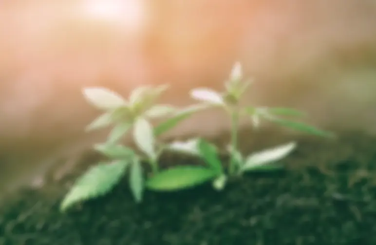 Wietzaadjes planten, wanneer en hoe doe je dat?