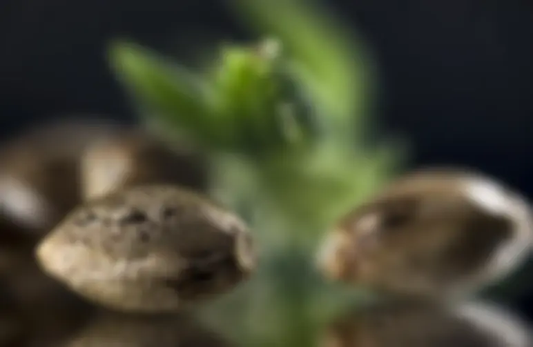 Hoe Kan je Vrouwelijke van Mannelijke Wietzaden Onderscheiden