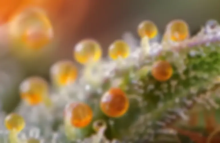 De wetenschap achter krachtige wiet: 7 bewezen factoren die de sterkte van cannabis beïnvloeden