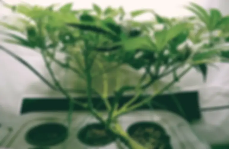 Monster Cropping Cannabis - De Ultieme Gids