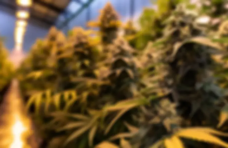 Fotoperiode-cannabiszaden uitgelegd: Hoe lichtcycli je oogst sturen