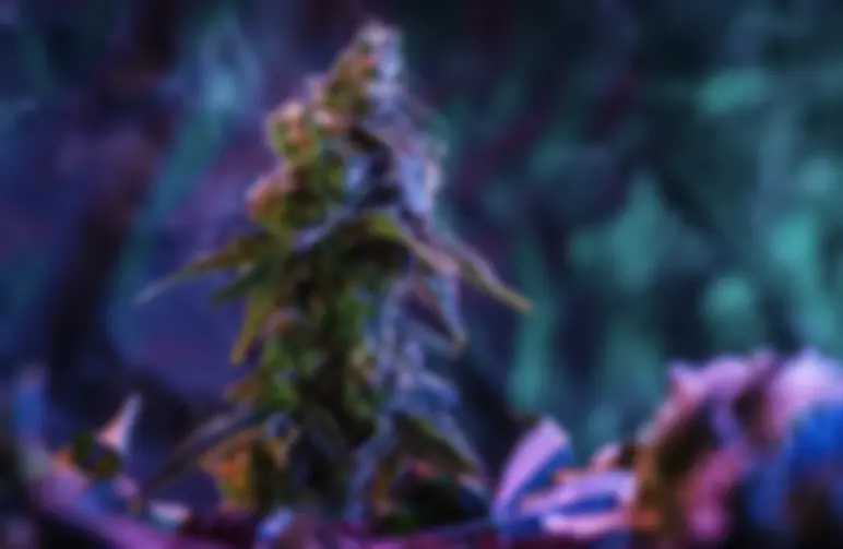 Het kiezen van zaden met een hoog THC-gehalte voor beginners: waar je op moet letten