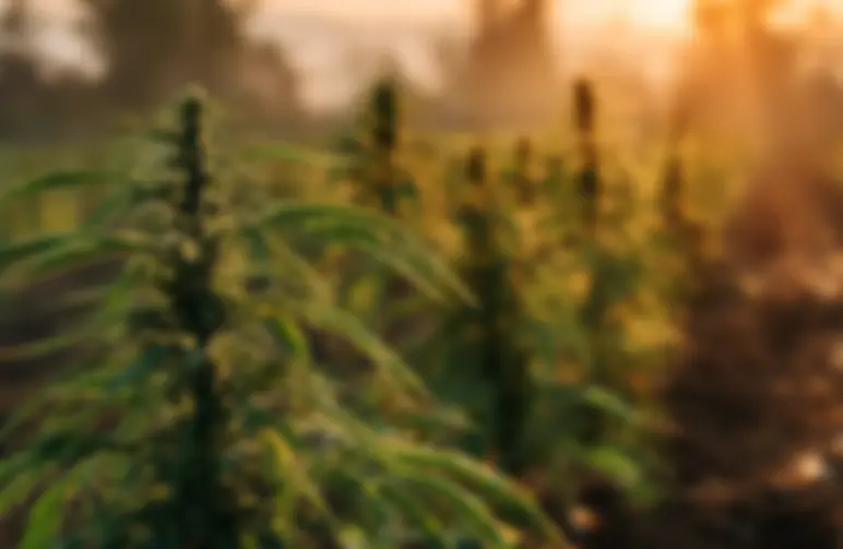 Onderzoek: Milieu-impact van cannabisteelt