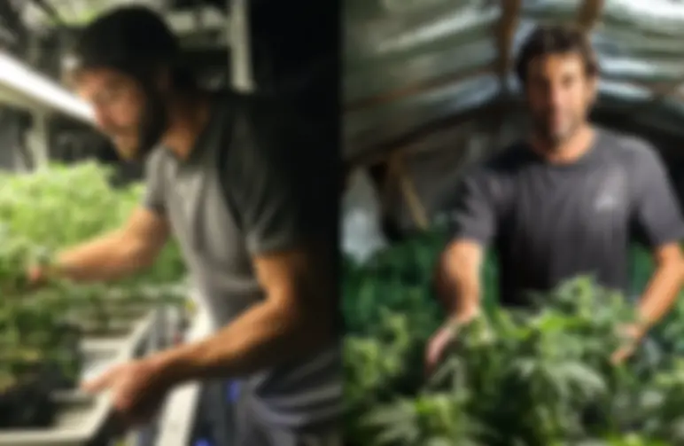 Studie: Hoe kleinschalige cannabis­kwekers wereldwijd hun oogst delen