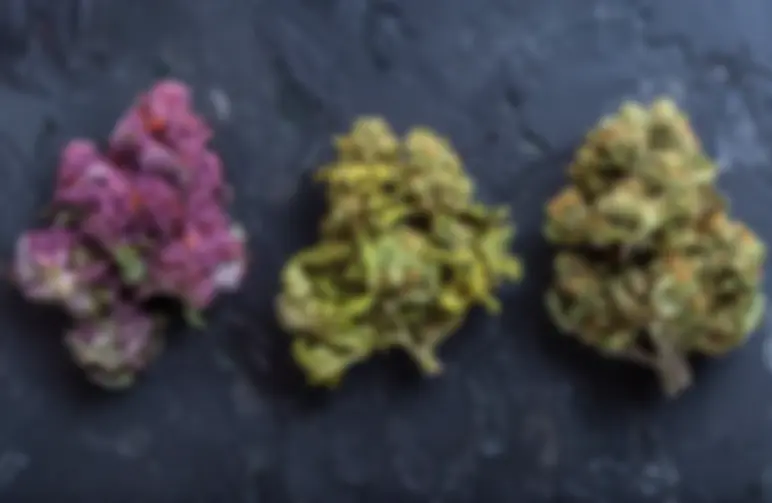 Top 10 beste soorten voor 2026: een gids door een expert-kweker