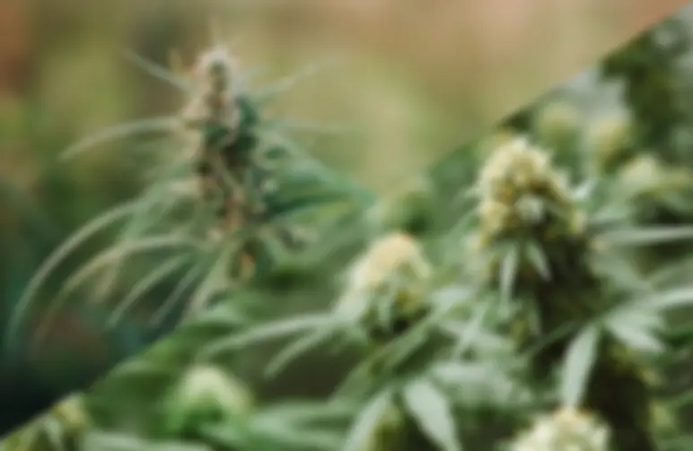 Indica vs Sativa: 10 Verschillen voor Beginners