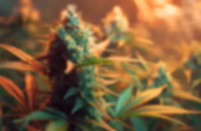 Hoe autobloeiende cannabisplanten bloeien zonder lichtcycli