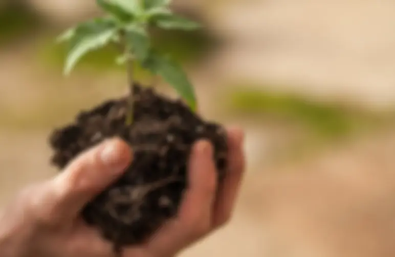 Gids voor het Overplanten van Cannabisplanten