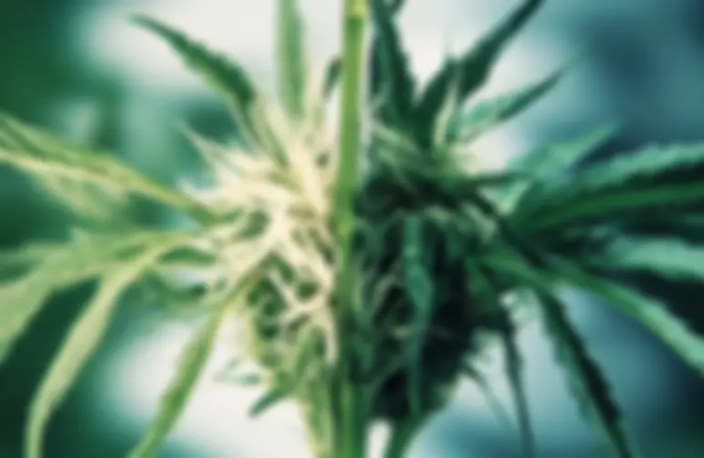 Hoe nieuwe cannabissoorten ontstaan met Cannabishybridisatie