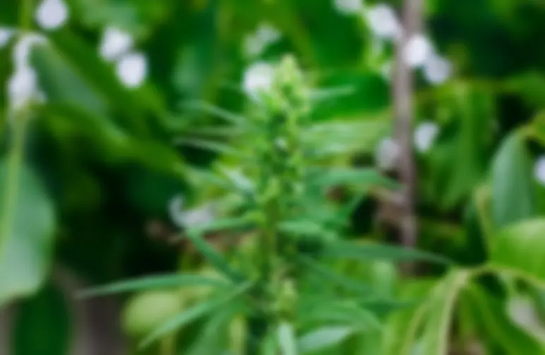 Wat zijn Autoflower Wietzaden?