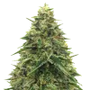 Alpine Star CBD