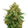 CBD Express