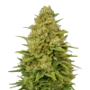 Colombian Gold Auto