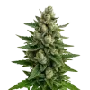 Skywalker OG Auto