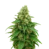 Stardawg Auto