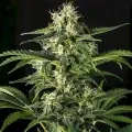 thumb of Blue Cookies Feminized by WeedSeedsExpress grown by WSE
