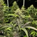 thumb of Blueberry CBD Feminized by WeedSeedsExpress grown by WSE
