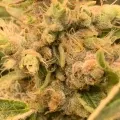thumb of Fat Bastard Feminized by WeedSeedsExpress grown by Rangaku