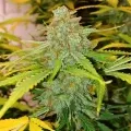 thumb of G13 Auto by WeedSeedsExpress grown by Roberts