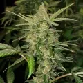 thumb of Maple Leaf Feminized by WeedSeedsExpress grown by WSE