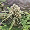 thumb of Permanent Marker Feminized by WeedSeedsExpress grown by Dabking