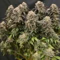 thumb of Wedding Cake by WeedSeedsExpress grown by Naujas