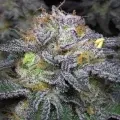 thumb of Wedding Cake by WeedSeedsExpress grown by Naujas