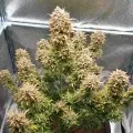 thumb of Zkittlez Auto by WeedSeedsExpress grown by Mosquito_Haarlem_Holland