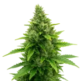 Diesel Auto