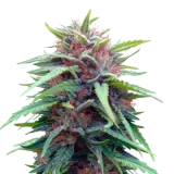 Durban Poison